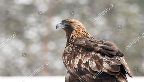 Golden Eagle Aquila Chrysaetos Pictured Kuusamo Editorial Stock Photo