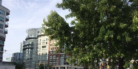 Urban Forests Green Infrastructure Ontario