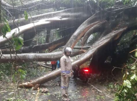 Pohon Besar Di Hutan Karaenta Tumbang Poros Maros Bone Lagi Lagi Tak