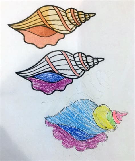 Learn How To Draw A Conch Shell With Year Provo Primary School