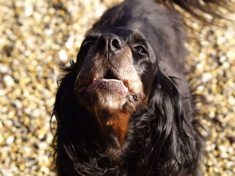 Comment dresser son chien à ne pas aboyer Doggy B