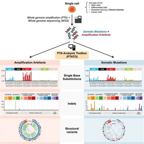 Comprehensive Single Cell Genome Analysis At Nucleotide Resolution