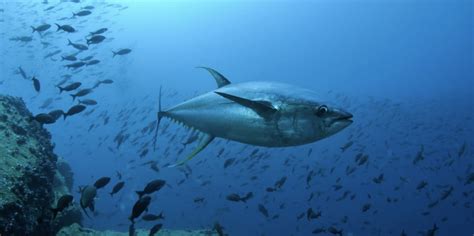 Movement and vertical habitat use of yellowfin tuna Thunnus albacares ...