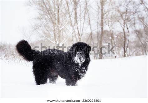 2,180 Newfoundland Dog In Snow Images, Stock Photos, 3D objects ...