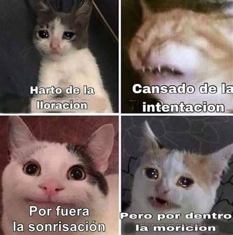 The Best 10 Estoy Harto Gato Llorando Meme Plantilla