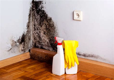 Como Tirar O Mofo Do Quarto - Como Tirar Mofo da Parede: Conheça 5 Métodos Eficazes! – Palacio das ...