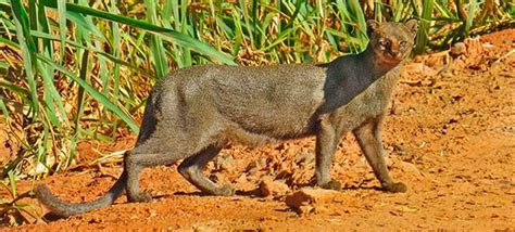 Gato Mourisco Fotografado Em Minas Os Gatos