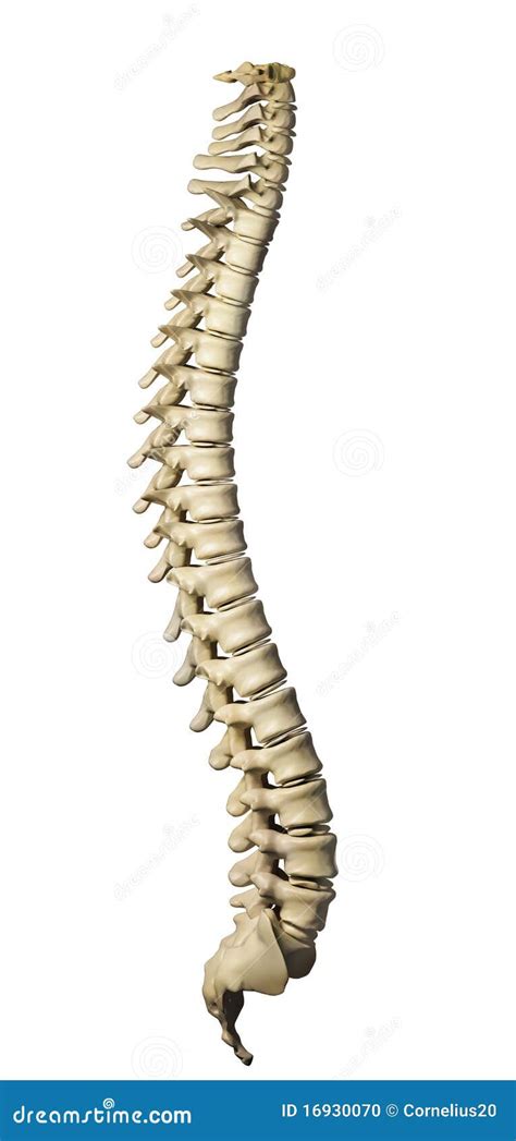 Human Spine Bone Icon Cartoon Vector 93571933