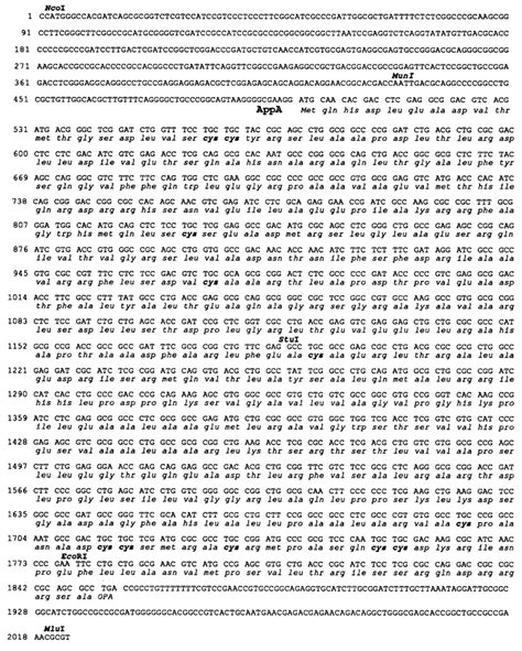 Nucleotide Sequence Of The Kb Ncoi Mlui Fragment And Deduced Amino