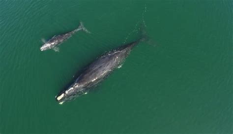 Baleines Noires La Lutte N Est Pas Finie Cieu Fm La