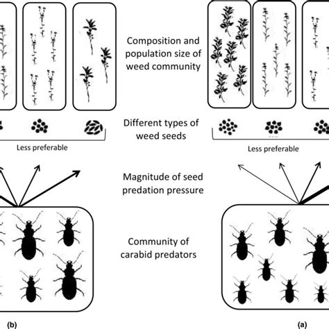 Possible Scenarios Of The Foraging Strategies Of Carabid Weed Seed