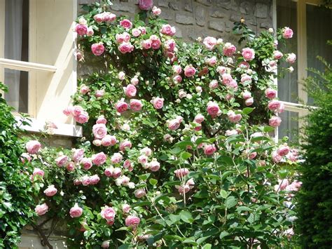 Tips for Growing Climbing Roses - Arbor Hill Trees Omaha BlogArbor Hill Trees Omaha Blog