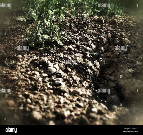 Black ants nest hi-res stock photography and images - Alamy