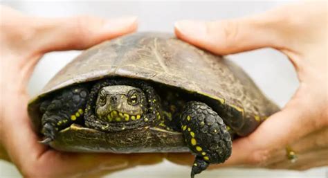 Handling A Terrapin Terrapins Co Uk