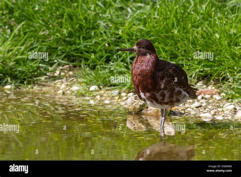 Ruff Philomachus Pugnax In Full Breeding Plumage Stock Photo Alamy