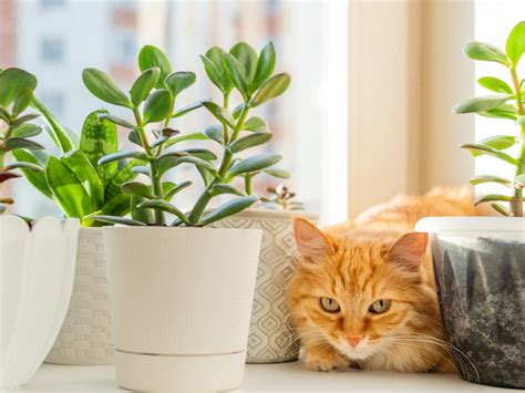 40 Pet Safe Indoor Plant Ideas For Your Home | TheHomeTome