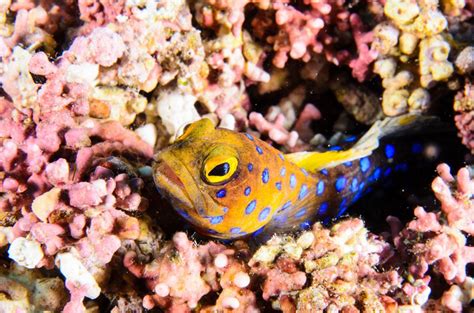 Jawfish - Hobbyist & Retailers | Piscine Energetics