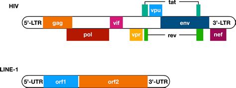 Frontiers The Interplay Among HIV LINE 1 And The Interferon