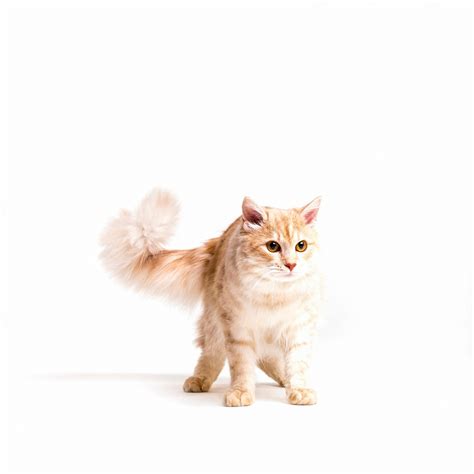 Premium Photo | Alert tabby cat isolated over white background