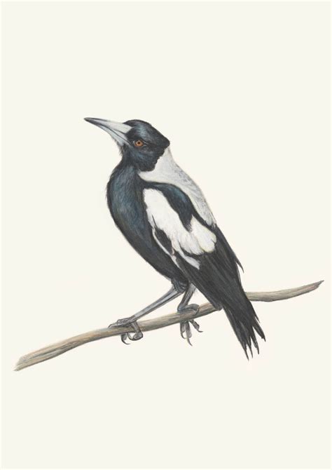 Magpie Wall Art. Australian Magpie drawing print. Collingwood, gift for ...