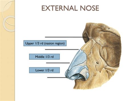 Solution Nose And Paranasal Sinuses Studypool