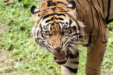 288 Sumatran Tiger Roar Stock Photos - Free & Royalty-Free Stock Photos ...