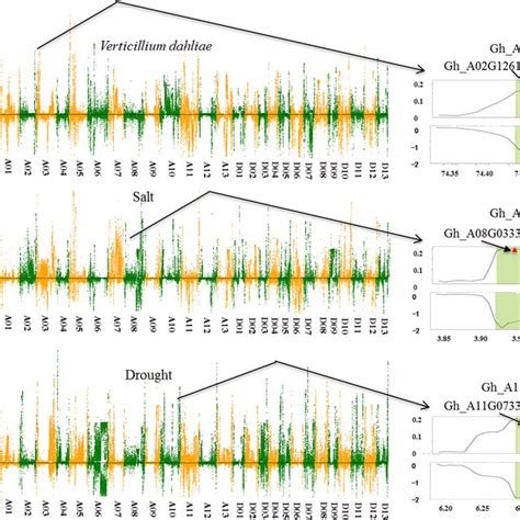 Wholegenome Selective Sweep Analysis For Tolerancerelated Genes In