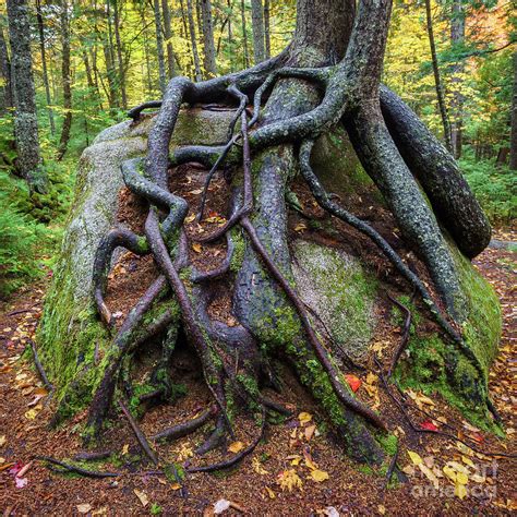 Rock Eater Photograph By Craig Shaknis Fine Art America