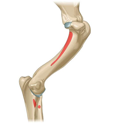 Vet Anatomy Imaios