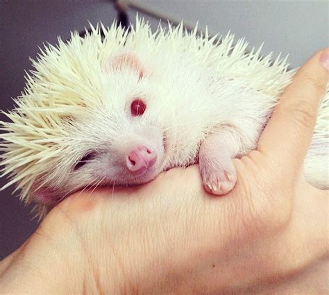 Meet Japans Adorable Albino Hedgehog