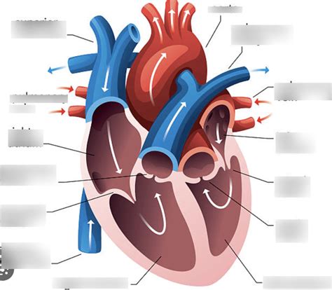 Cardiovascular System Quiz Diagram Quizlet