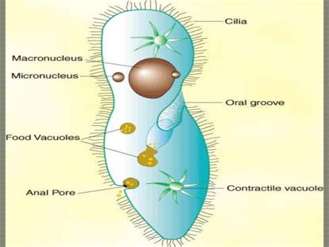 Morphology of protozoa