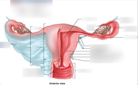 Anatomy Female Reproductive System I Diagram Quizlet