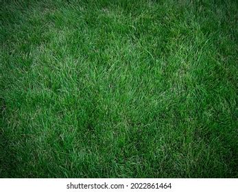 Dark Green Grass Texture Background Stock Photo 2022861464 | Shutterstock