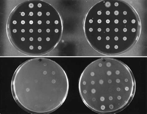 Growth Characteristics Of 24 Legionella Species On Bcye ␣ Top And Download Scientific Diagram