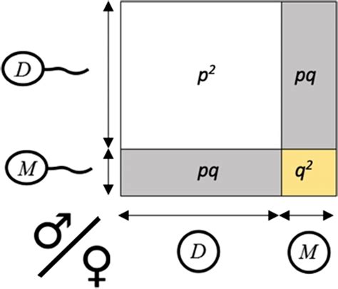 Illustration Of The Hardyweinberg Principle Representation Download