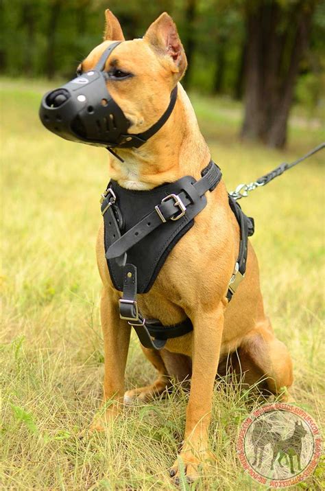 Anti Bark Leather Pitbull Muzzle | Dog Training Walking