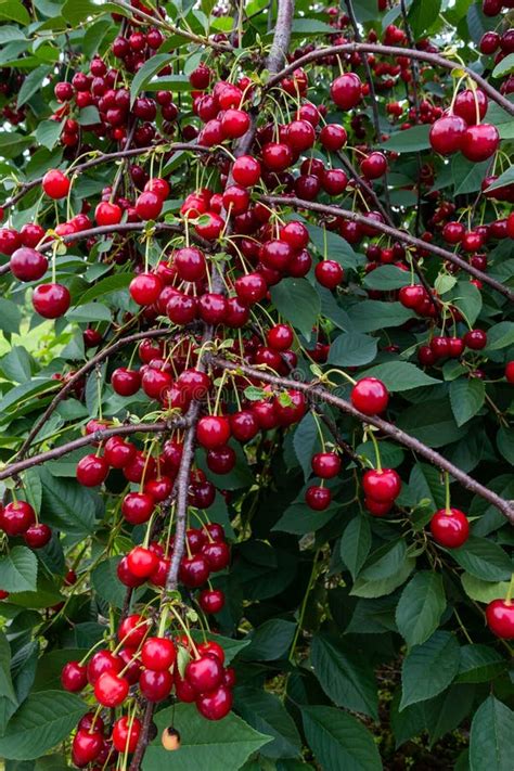 Cherry Tree Branches Bending Under The Weight Of The Fruit Stock Image