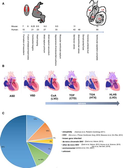 Genetics And Genomics Of Congenital Heart Disease Circulation Research