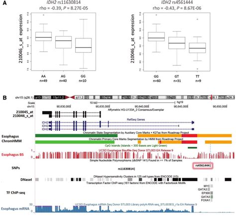 A Expression Quantitative Trait Loci Eqtl Analysis Between