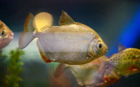 Silver Dollar Fish Size: How Big Do They Get? - AquariumNexus