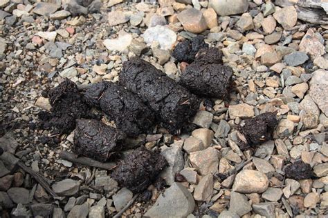 Fresh Bear Scat Photograph By Cynthia Cox Cottam