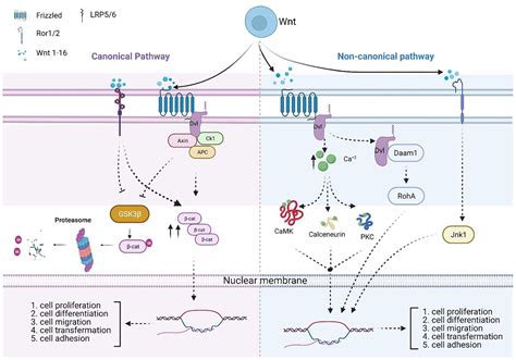 Roles Of Wnt Signaling Pathway And ROR2 Receptor In Embryonic