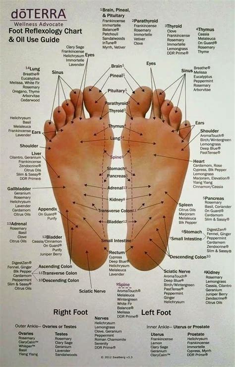 Doterra Reflexology Chart Printable