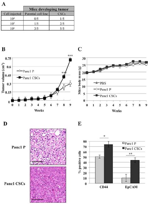 Parental And Cancer Stem Cell Csc Subcutaneous Growth In Nude Mice