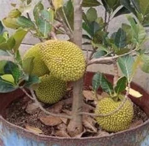 Bibit Buah Buahan Nangka Mini Tanaman Okulasi PakarTani