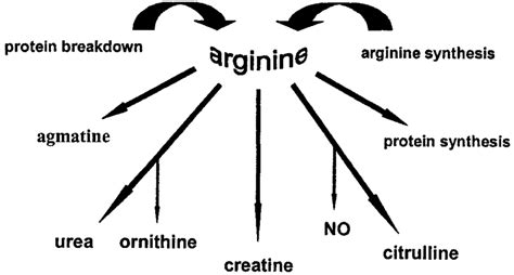 Metabolic Pathways Involved In Arginine Metabolism The Metabolic