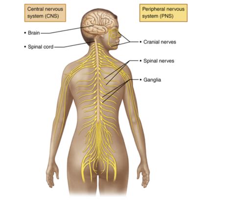 Fundamentals Of The Nervous System And Nervous Tissue Flashcards Quizlet