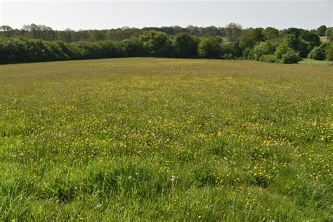 Buttercup Meadow N Chadwick Cc By Sa 2 0 Geograph Britain And Ireland