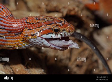 Corn Snake Pantherophis Guttatus Captive Swallowing A Mouse